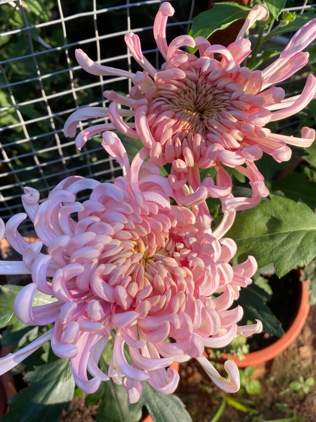 我自己扦插的菊花也开啦～仙仙的沉香台