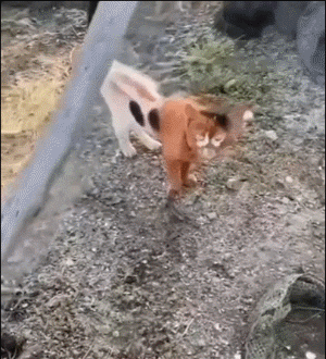 奇怪的马赛克猫，拥有猫中最稀有的颜色 ​​​