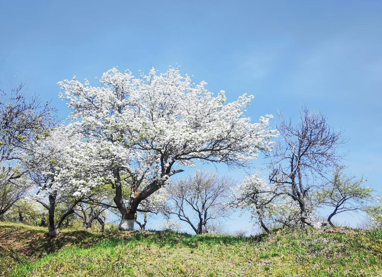 今年春天最想实现的心愿梨花正丰时，赏百年梨园。