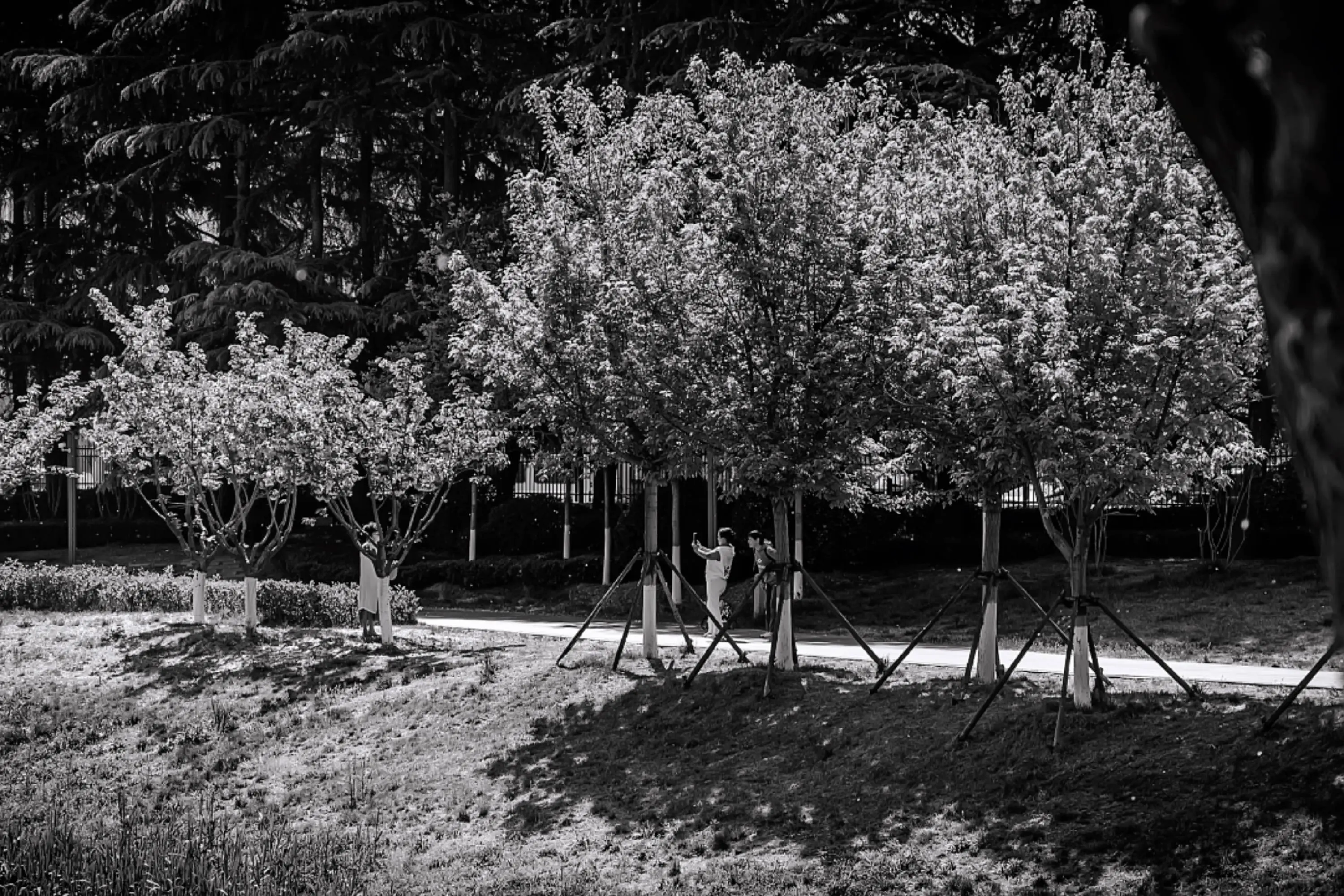 晚春时节。黑白扫街