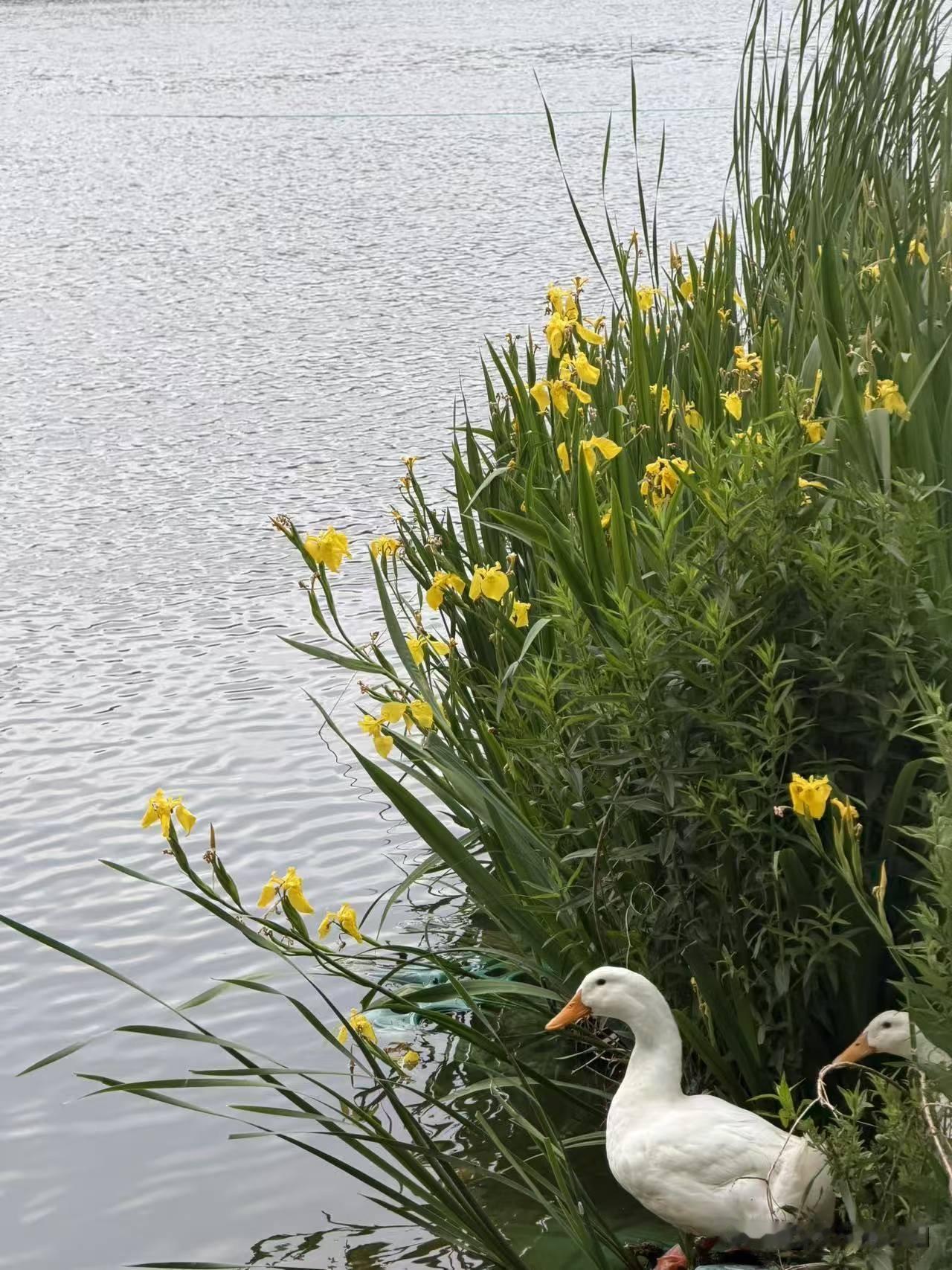 夏雨

乍起狂风雨一川，云雷惊破几重天。
菖蒲绿冷深深意，芍药红消漠漠烟。
岁壑