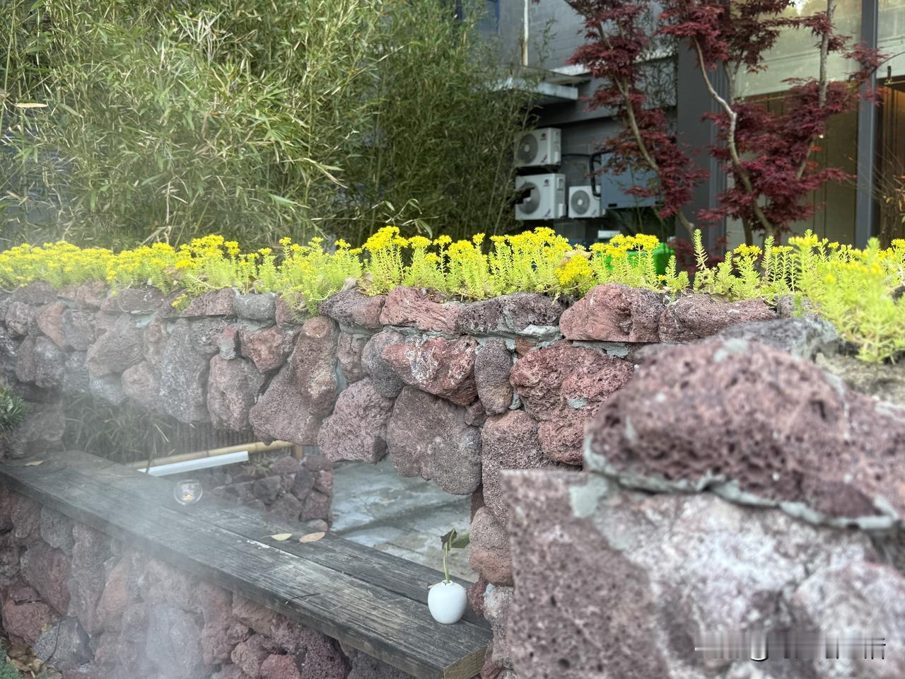 石缝里的生命

今日看见在石缝里生长的一棵植物，叶片嫩绿，黄色花朵招人喜爱，查了