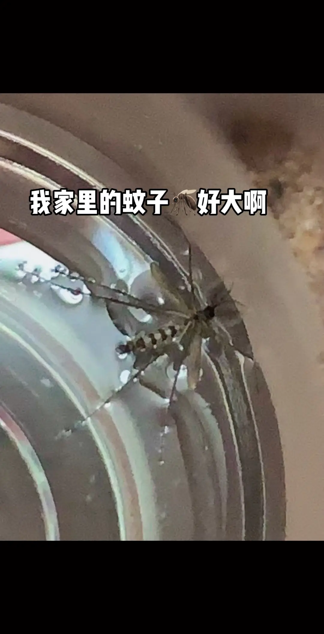 哇好大，给我送几个包