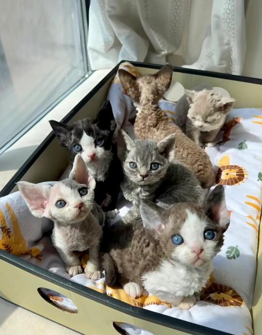 🇭🇰HK一窩德文BB 搵實力家長～