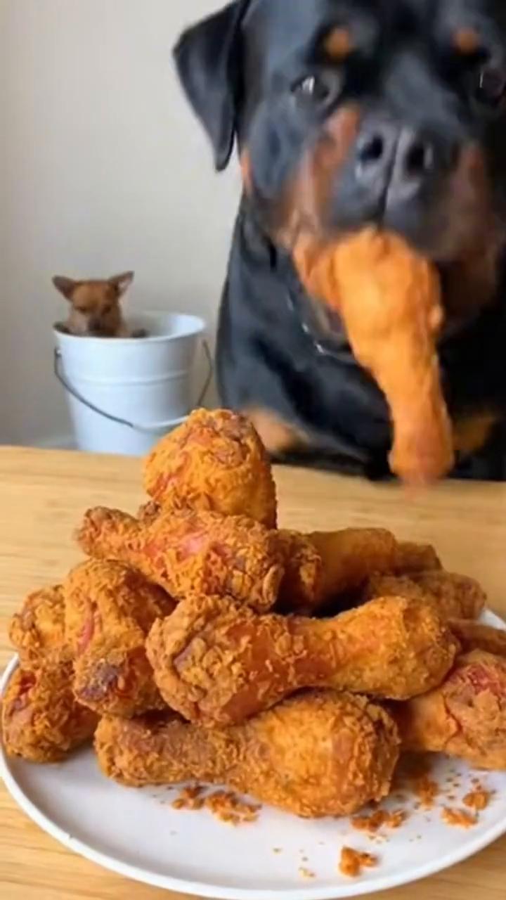 Chihuahua vs.Rottweiler。
Chihuahua vs.Ro