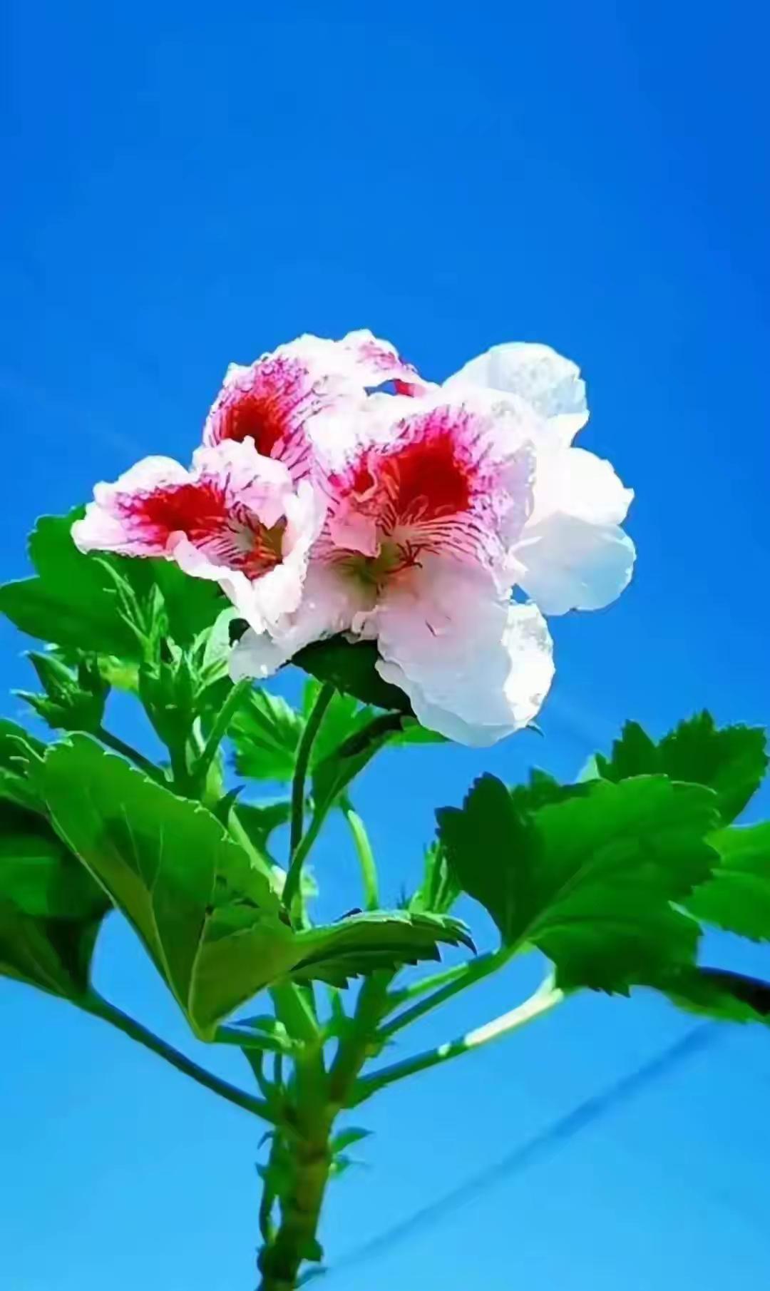 蓝天白云下，一朵美丽的花盛开。