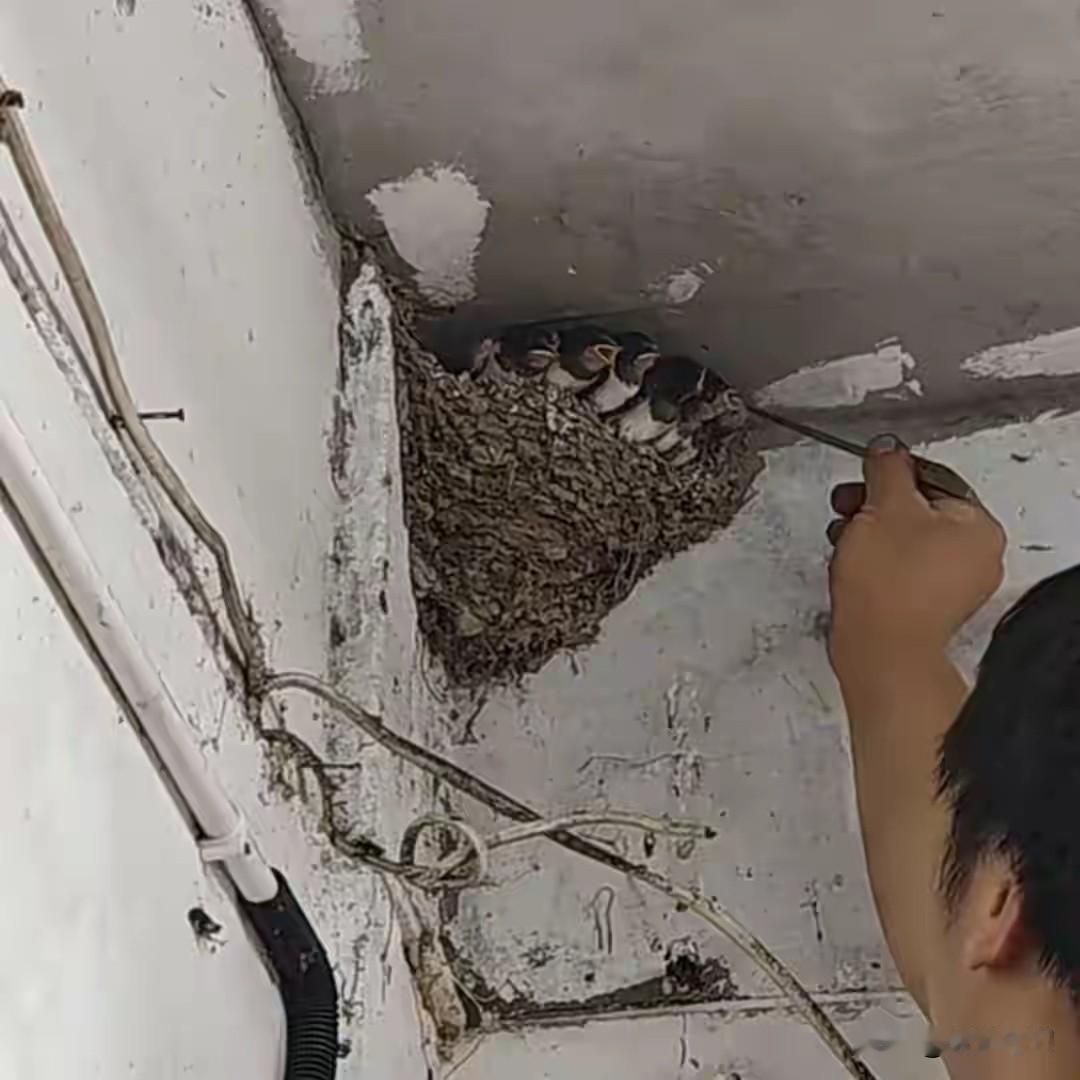 连等数日不见母燕回巢，5月27日，苏州一汽修店老板不忍雏鸟饿死，自掏腰包买面包虫
