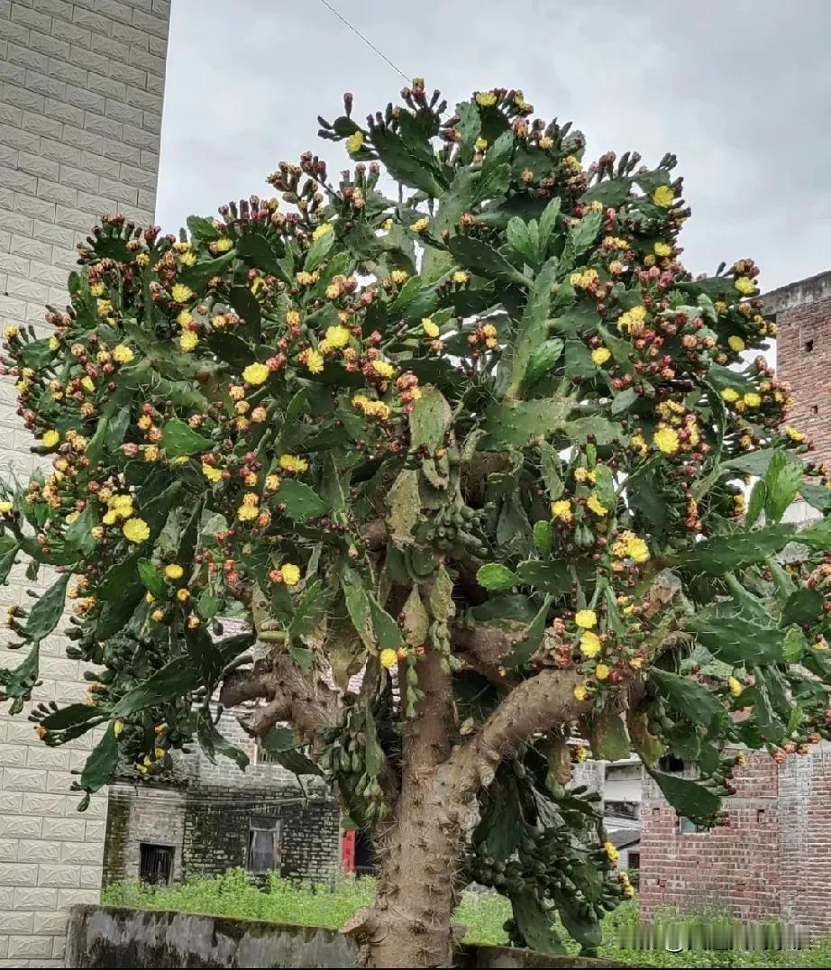 邻家的霸王树，生命的启示录*


邻居家中了一棵霸王树，也就是我们常说的仙人掌。