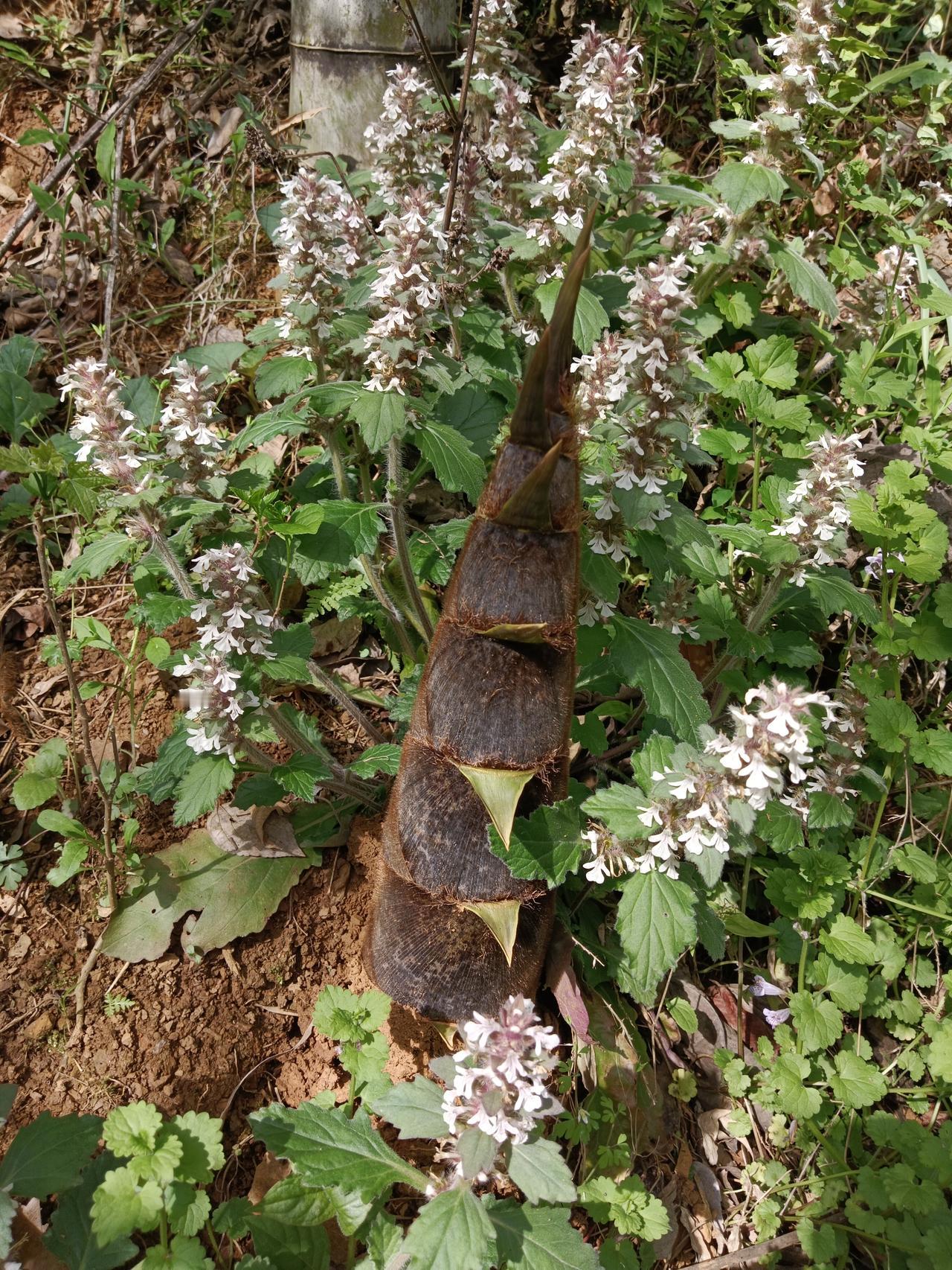 春末夏初，户外山里游的要当心！
  周末回苏湾，山上挖了若干竹笋，回城后送了几个
