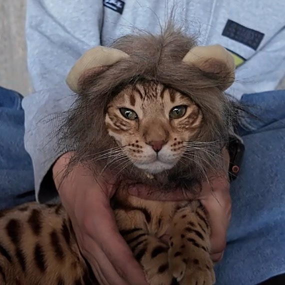 这不是辛巴吗 梓渝给小猫当造型师