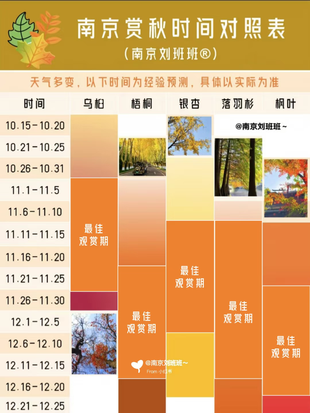 南京赏秋时间对照表 | 秋季腹泻靠肠炎宁片