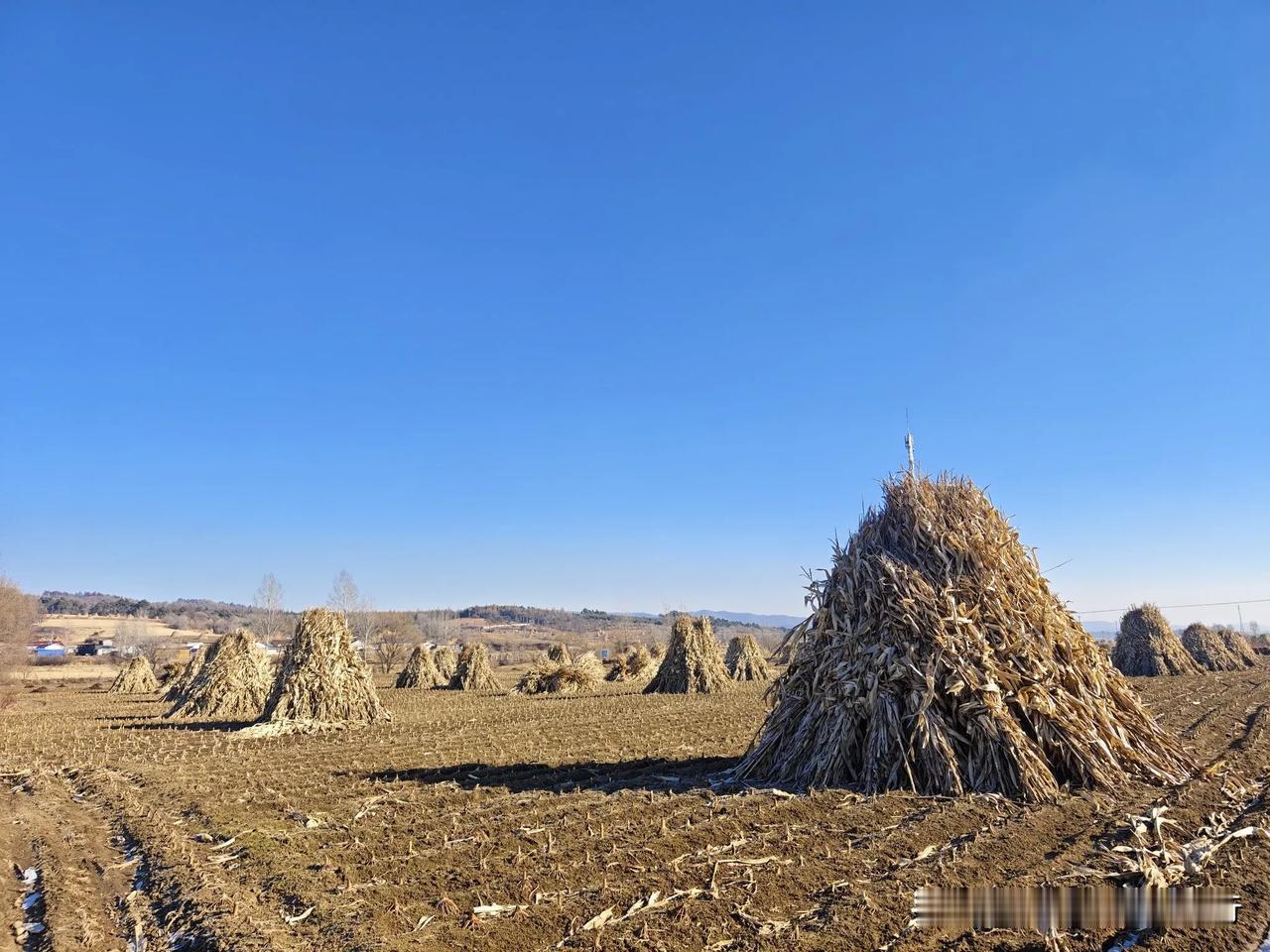 冬日生活打卡季拍了一组莫奈的干草堆，北方这个冬季，走到田野，满眼都是这种自然风光