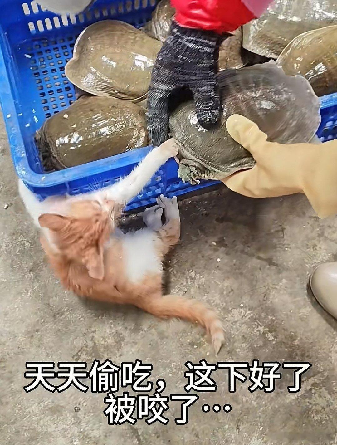 一不小心被王八咬到手了 
