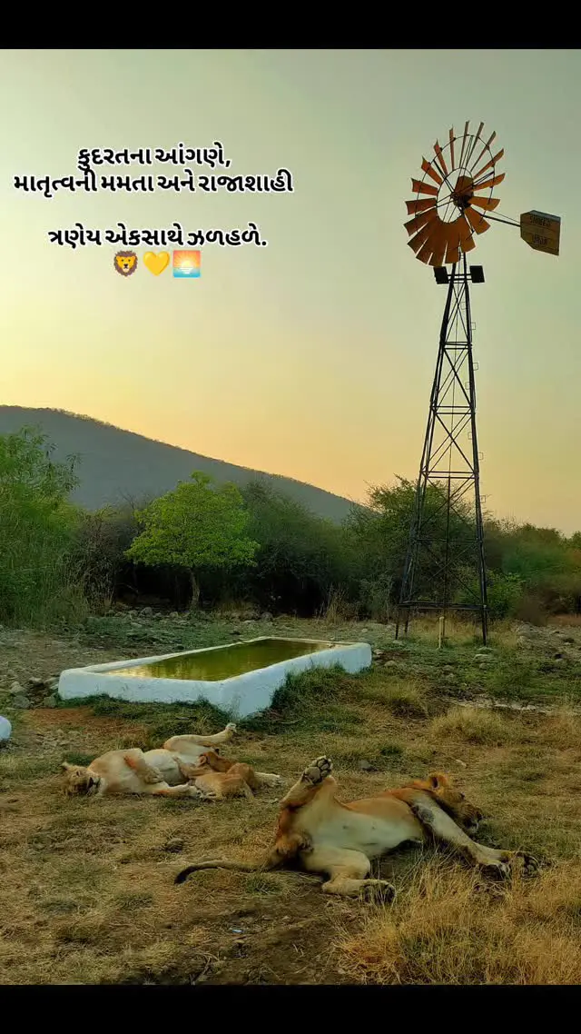 早晨护林员工作的时候。遇到还在休息的拉贾一家