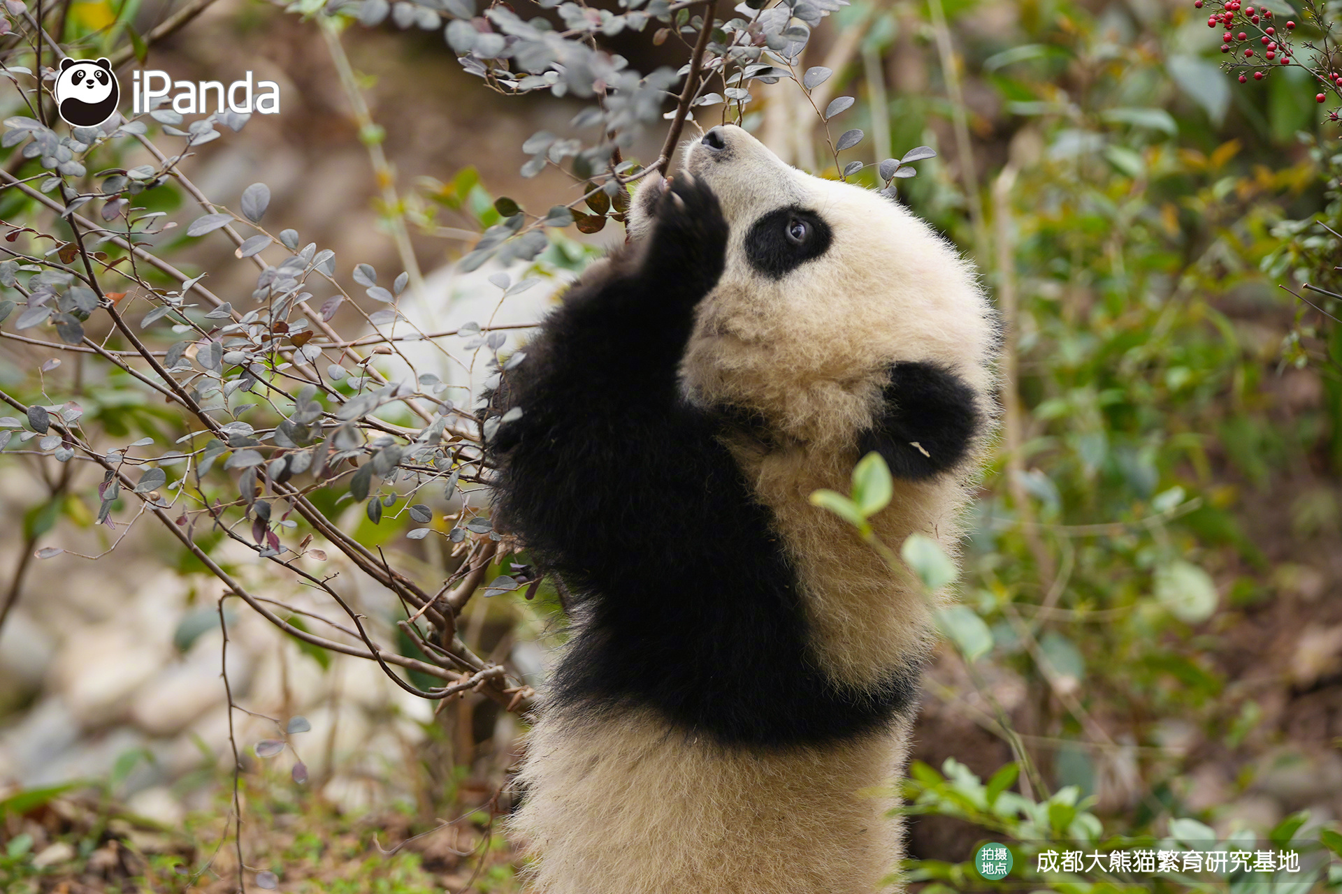 【大熊猫的治愈从早安开始 🌟】发言熊：“金宸”名熊名言：一口绿意，满心欢喜，最