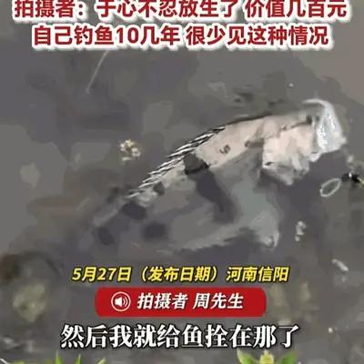 世间万物皆有灵性！河南一位男子辛苦许久，钓上来一条七八斤重的野生大鳜鱼。他把大鱼