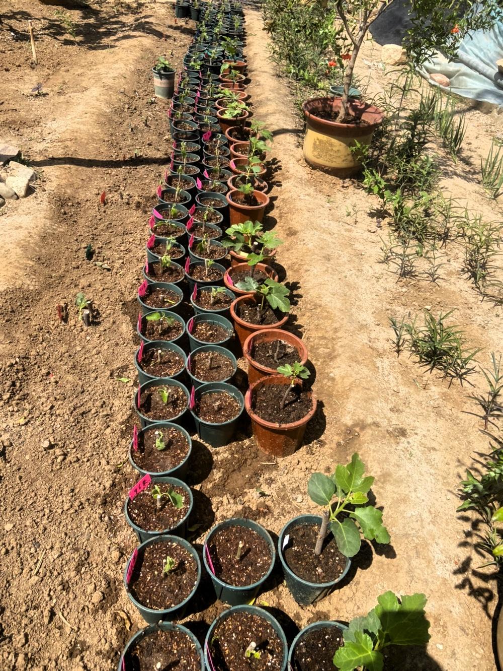 家人们，我今儿打算用久留米去换个ff无花果苗。久留米这品种挺不错的，果实口感清甜