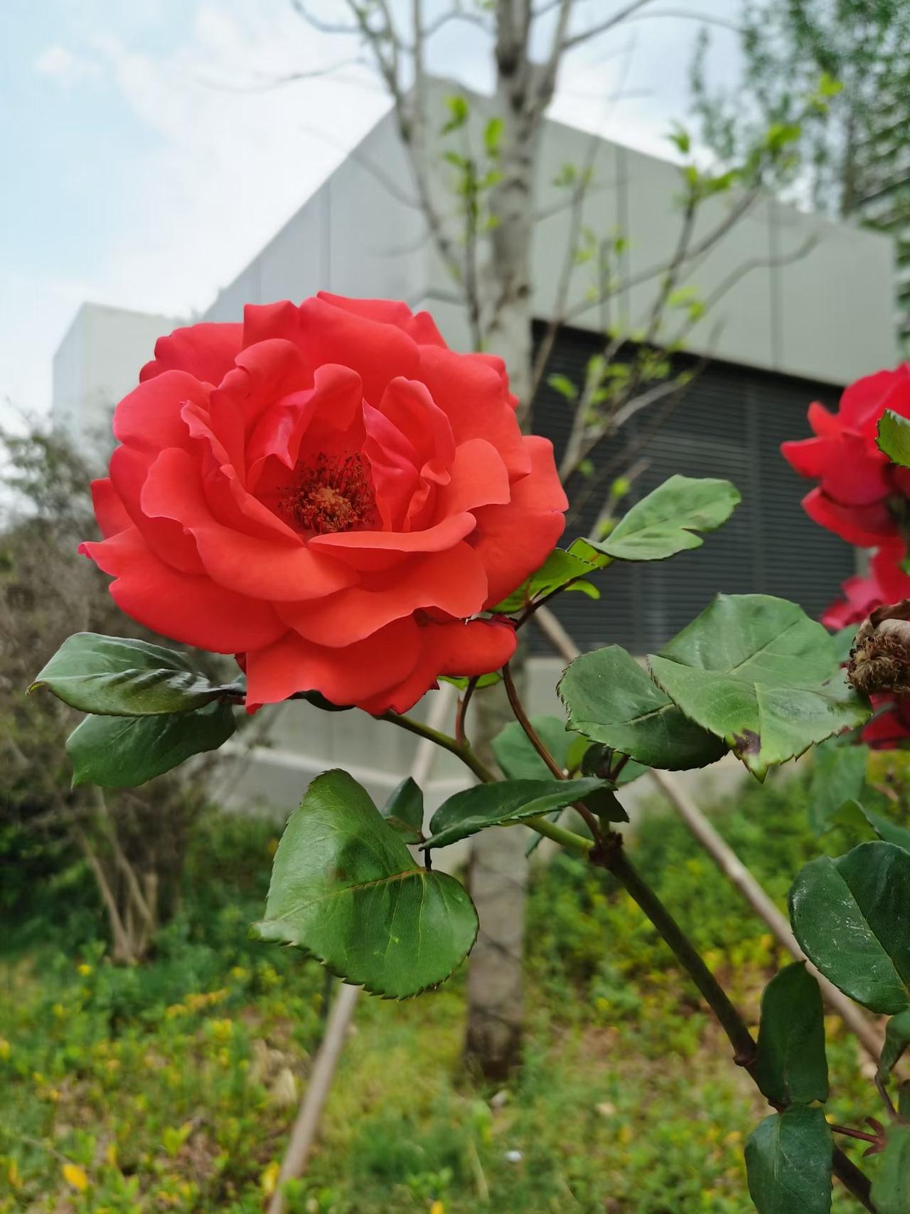 今天是世界地球日，珍爱地球，和谐共生，每一次低碳选择，都是在守护我们共同的家园~