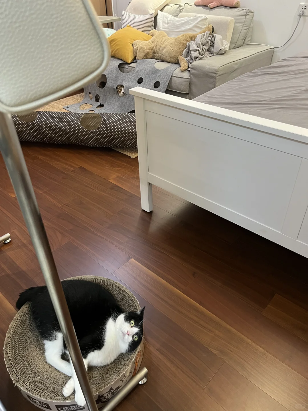 你们俩不准再散发可爱了😭