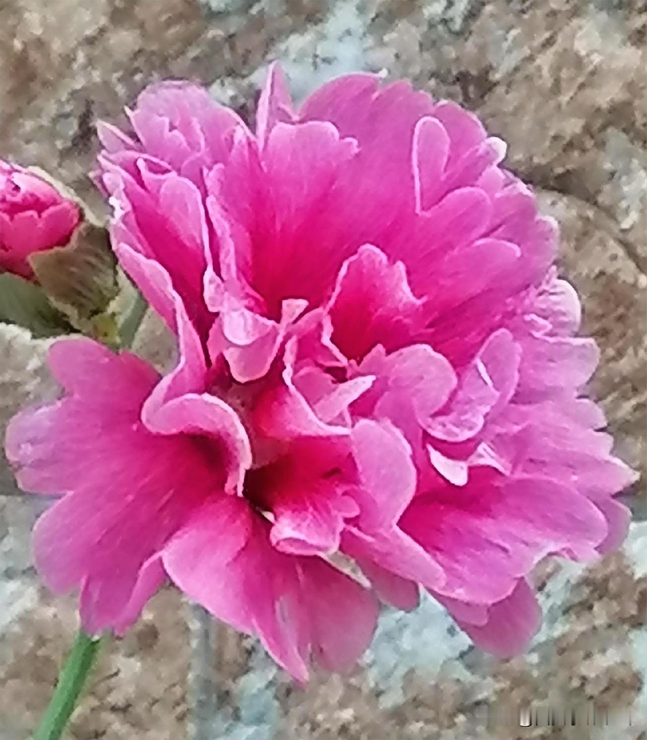 《鲜艳的花（西安李林摄于汉中城固）》