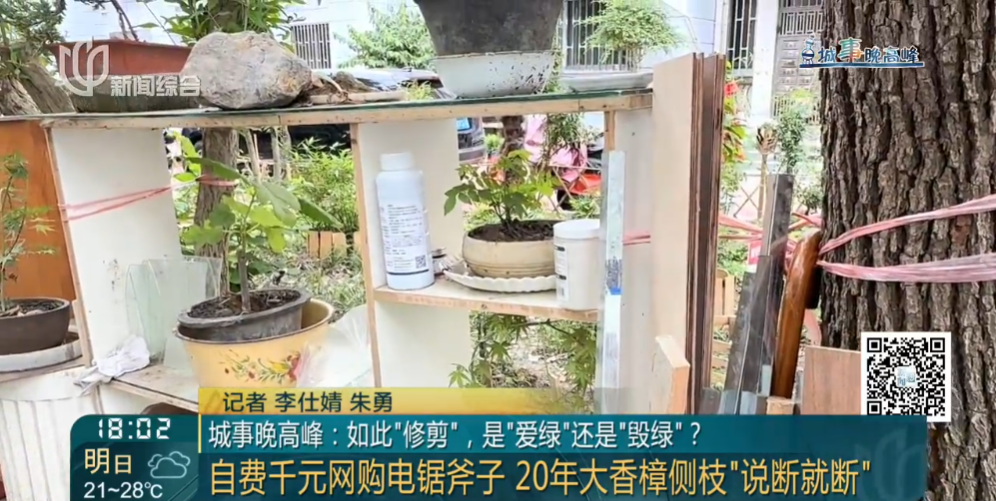 上海一小区20年香樟说砍就砍!八旬老爷叔:拿我怎么样?
