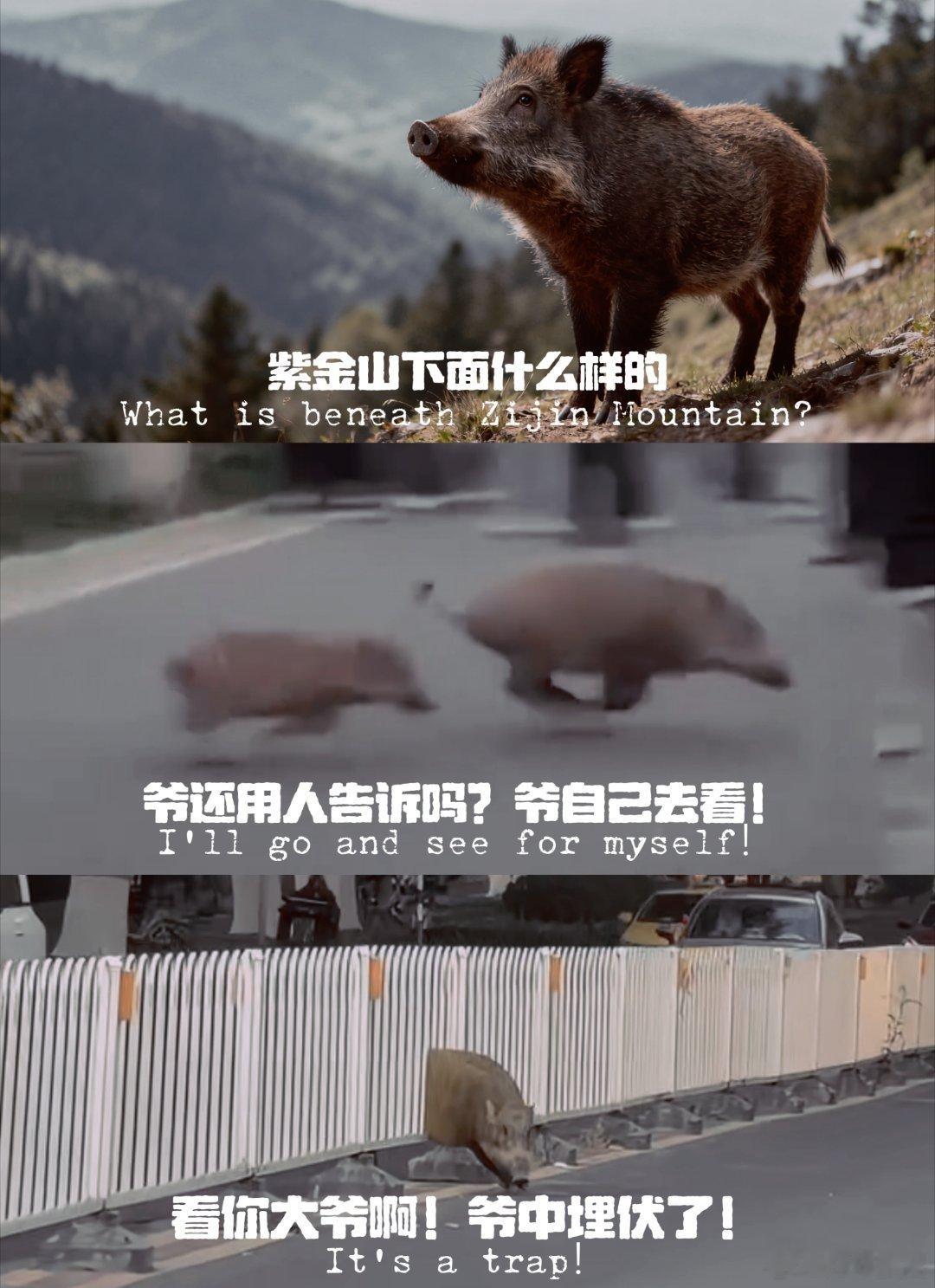 南京野猪故事再添新篇章