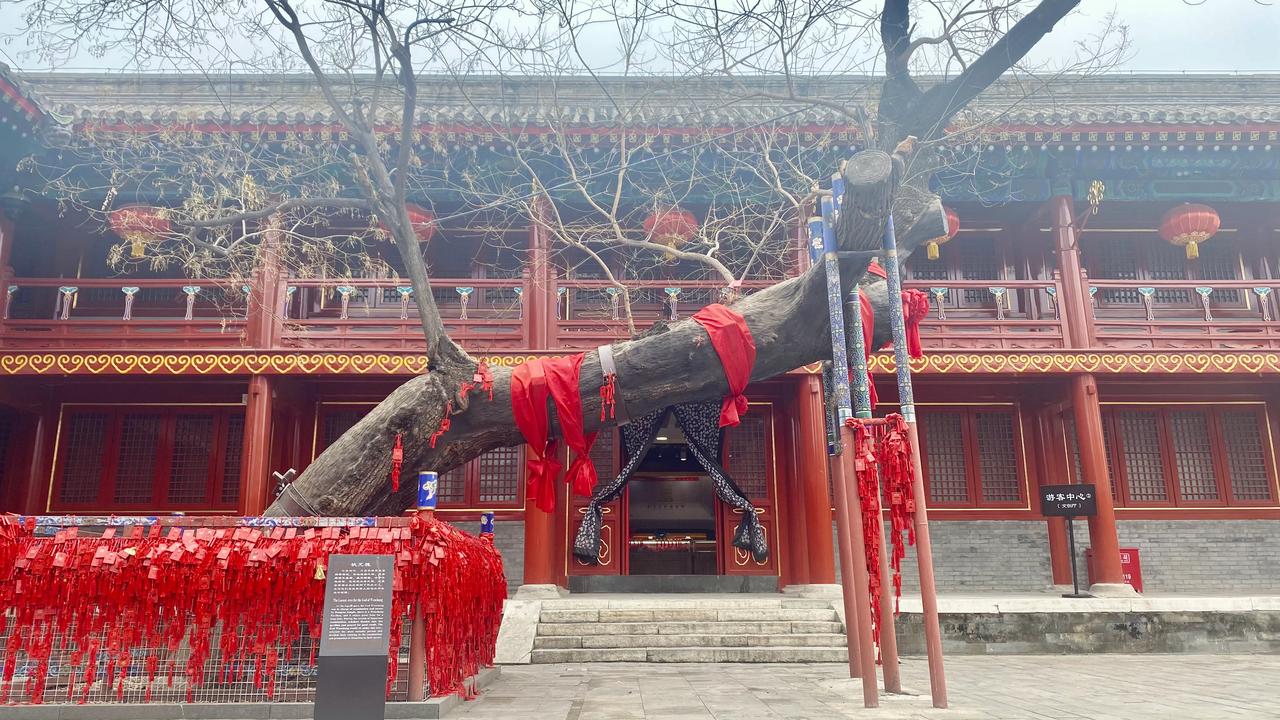 红挂枝头上，古韵悠悠情。东岳庙内的状元槐～