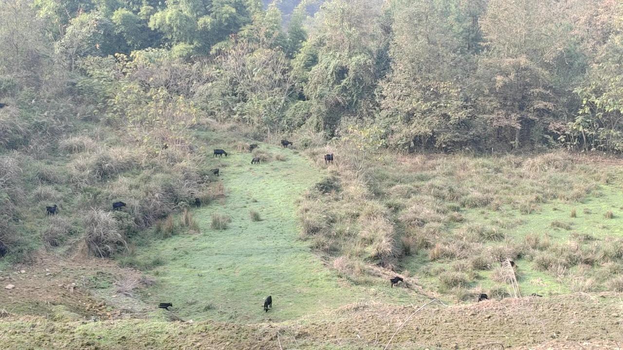胡哥开始卖黑山羊了。
公羊，32元包邮，意不意外，惊不惊喜！
好奇怪，胡哥卖羊不