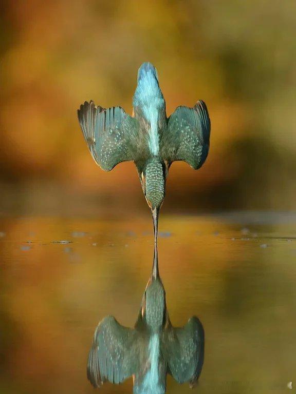 苏格兰生态摄影师 艾伦·麦克法耶（Alan McFadyen）为了这一张照片，他