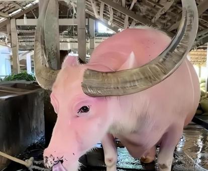 2001年，越南一大爷在泰国花费3400元买了一只浑身粉红的怪异水牛，20年后，