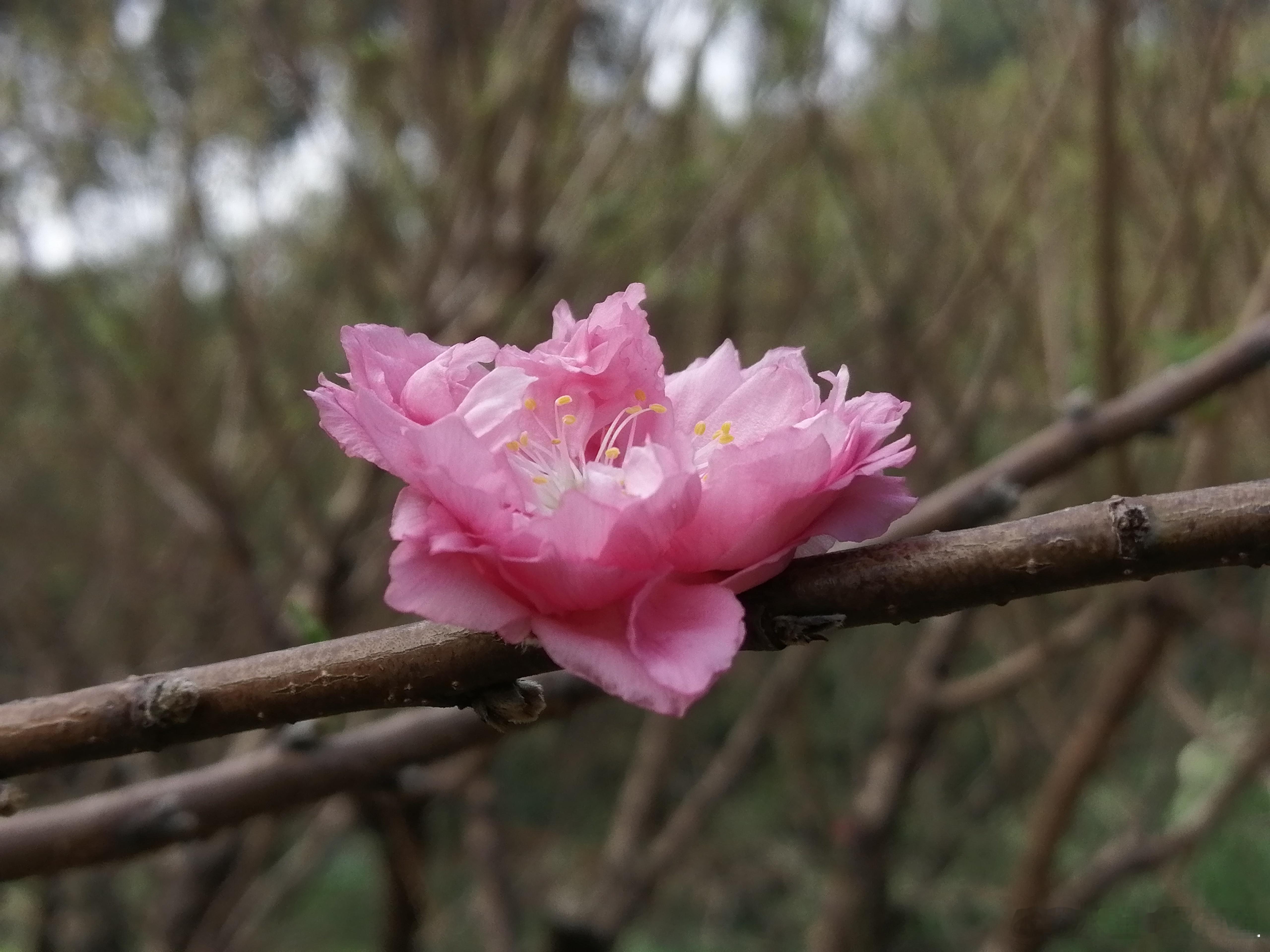 生活手记新鲜的桃花，十二月一路繁花，，，，虽然第一天办事就不顺