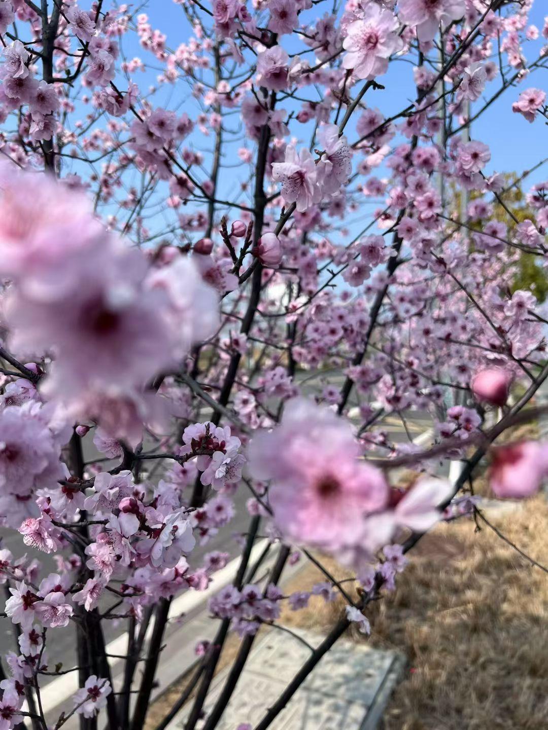 随手一拍花朵美春风里的一抹淡紫，是二月兰最温柔的告白。它不争不抢，在草丛中静静绽