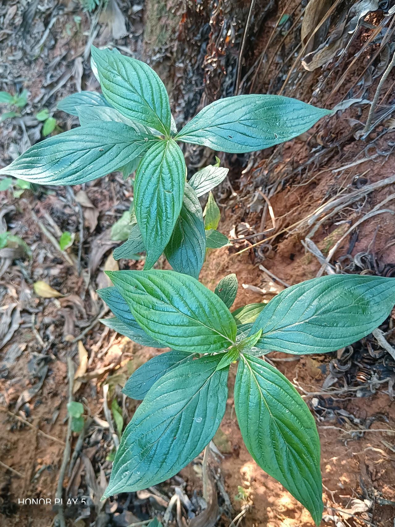 我靠，这不是侵权草吗？这么嚣张跋扈，目中无人的长在路边，难道不怕LV告你侵权，然