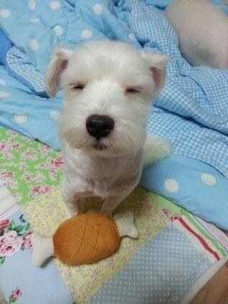 平静些 幸福些 顺利些(๑ - ⩊ - ) .. ☘︎ ˊ˗ 