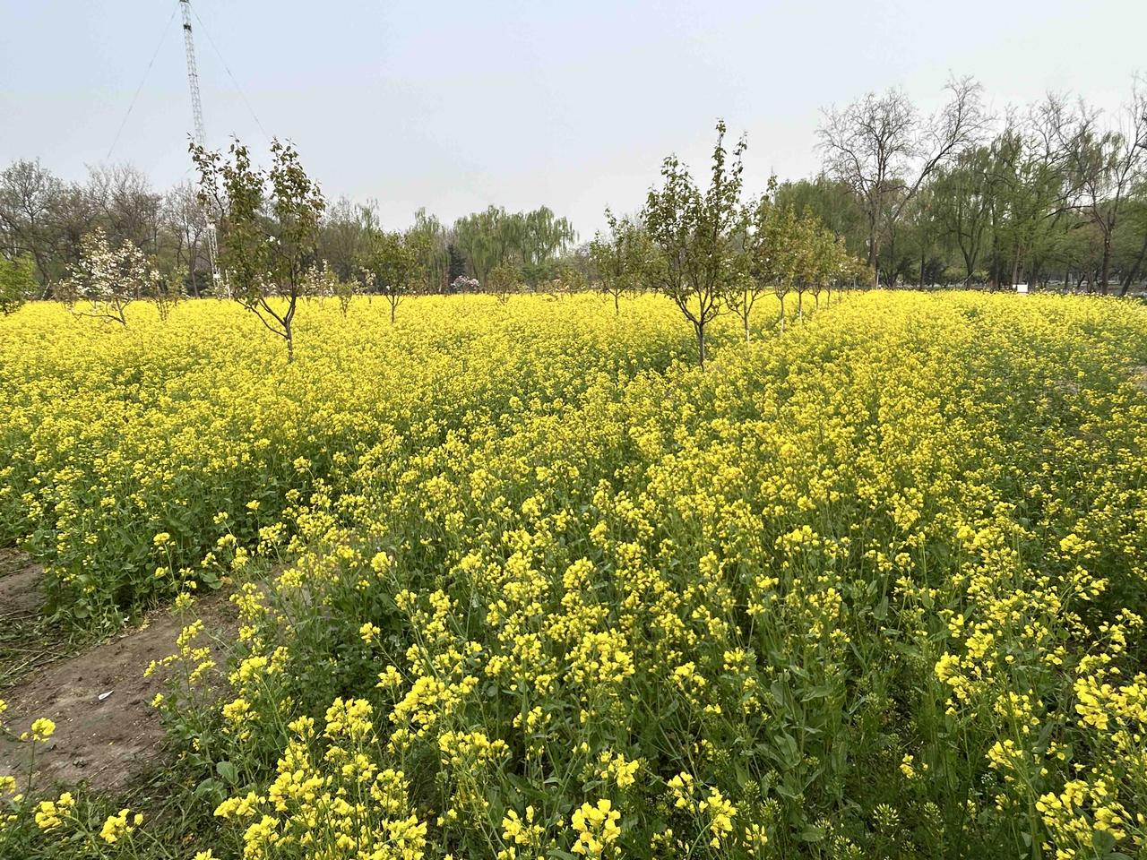 2025-2026CBA常规赛已经进入到收官阶段，有的队稳坐跳鱼台（上海久事、浙