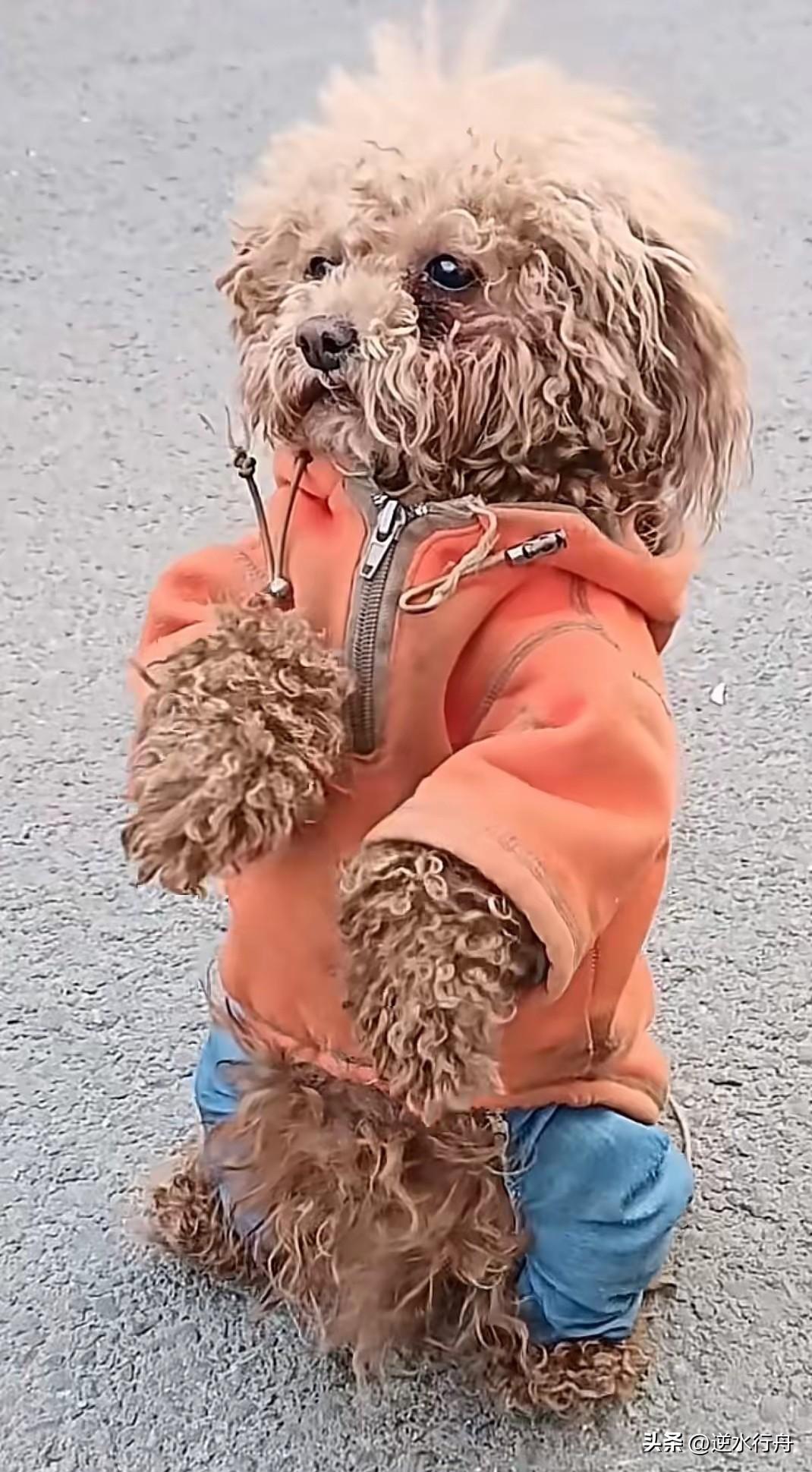 这只流浪狗经常在路边乞讨，看见有人过来就站起来卖萌想要点吃的。看得出来它的前主人