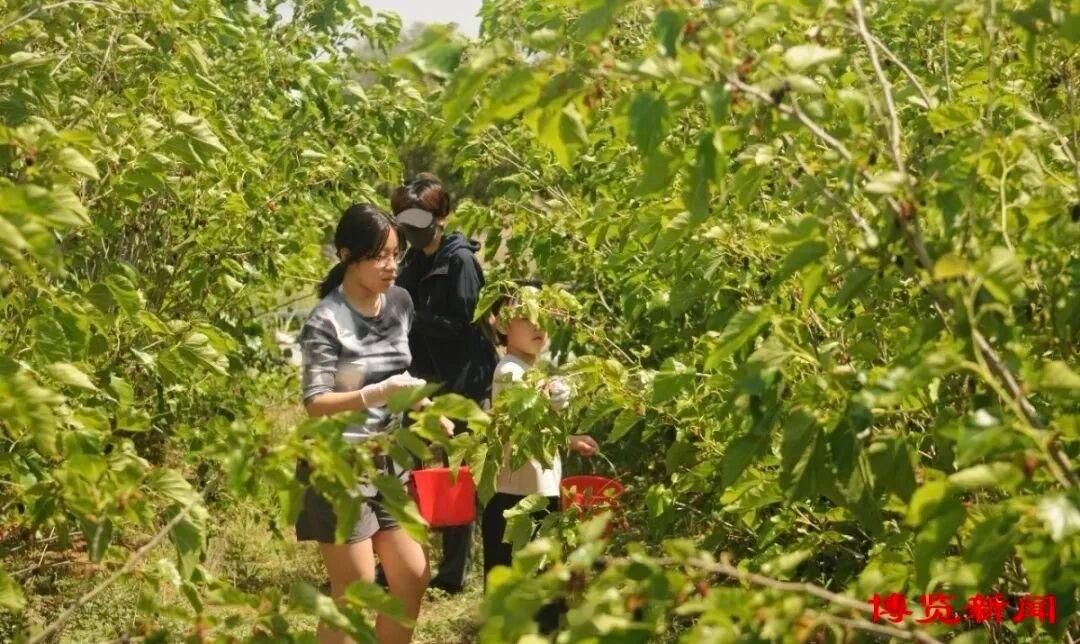 山东走在前挑大梁 从“论斤产粮”到“论硒增收” 淄博富硒土地蹚出乡村振兴新路子一