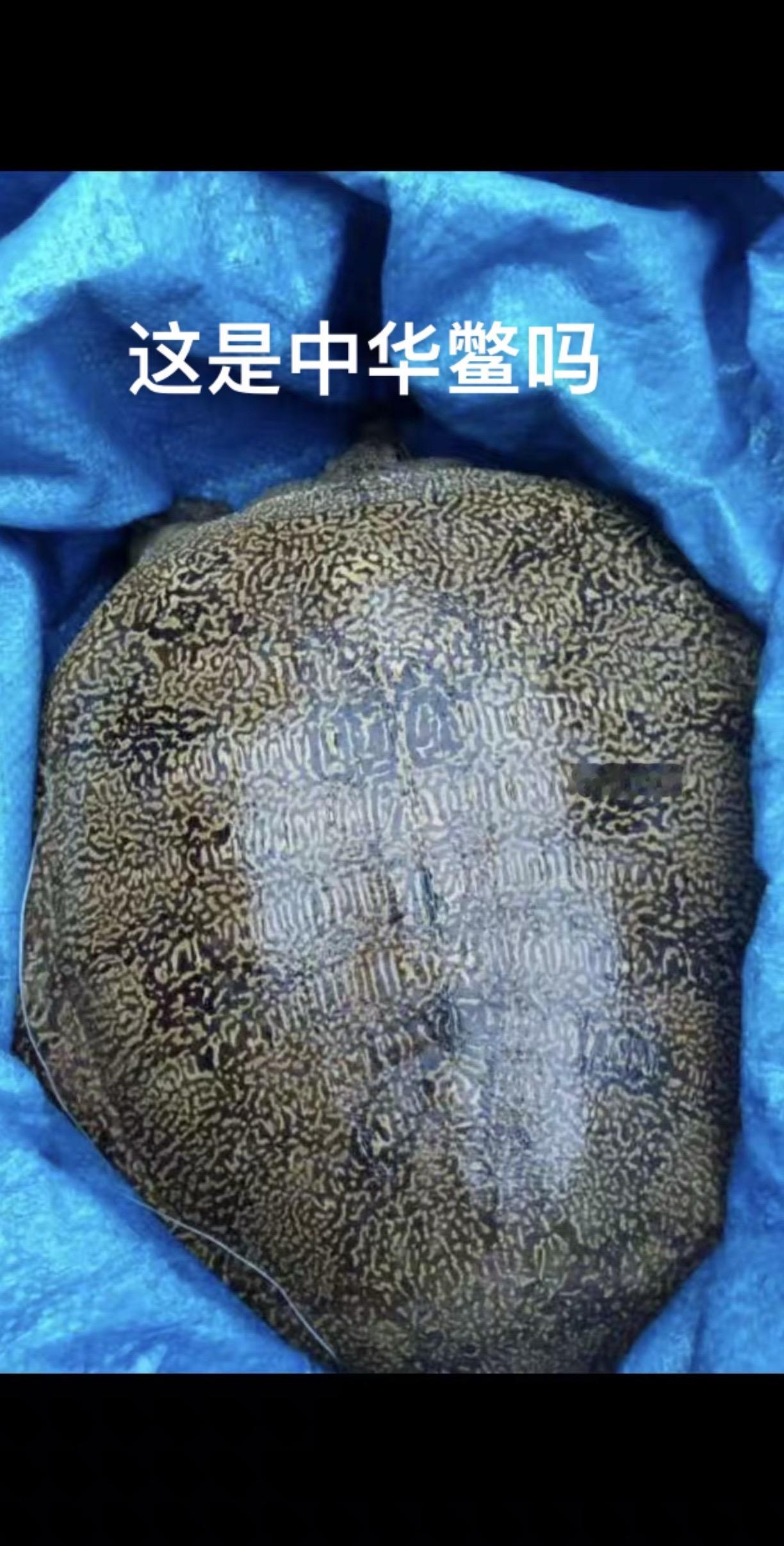 这是不是中华鳖