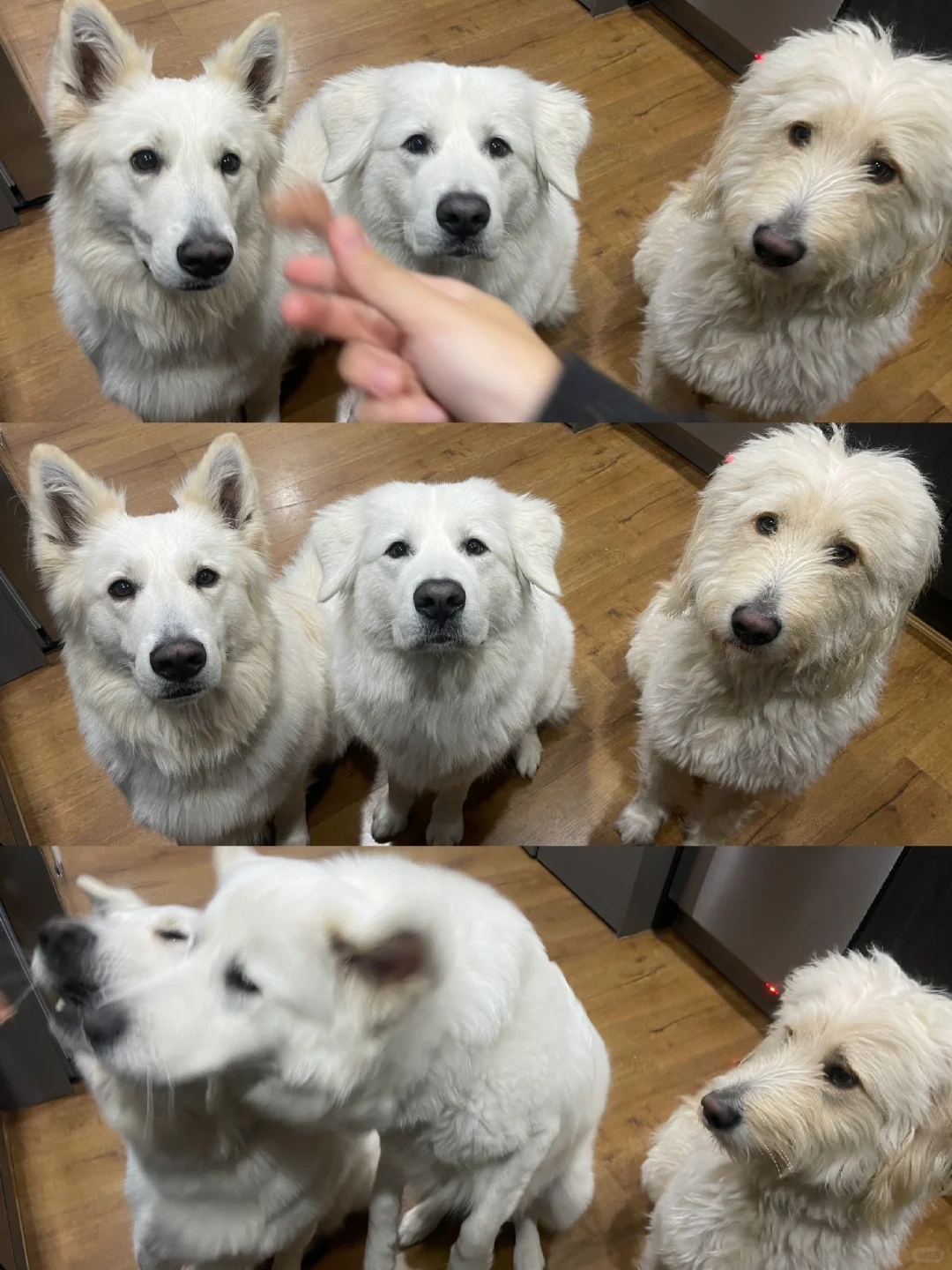 这不是讨零食 这是打劫