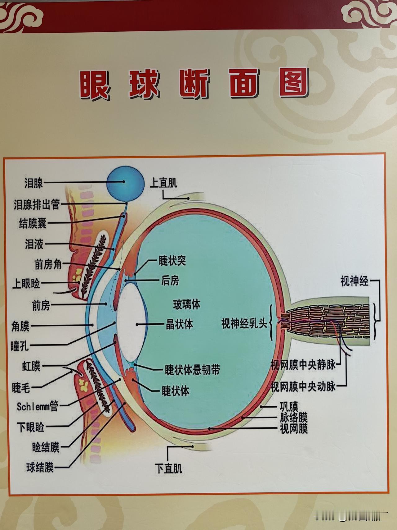 也许这就是人们相信造物主存在的原因

瞧瞧人类眼球的结构，多么的精密灵巧，多么的