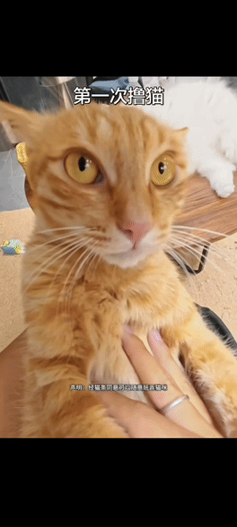 我在一只猫的脸上看到了绝望