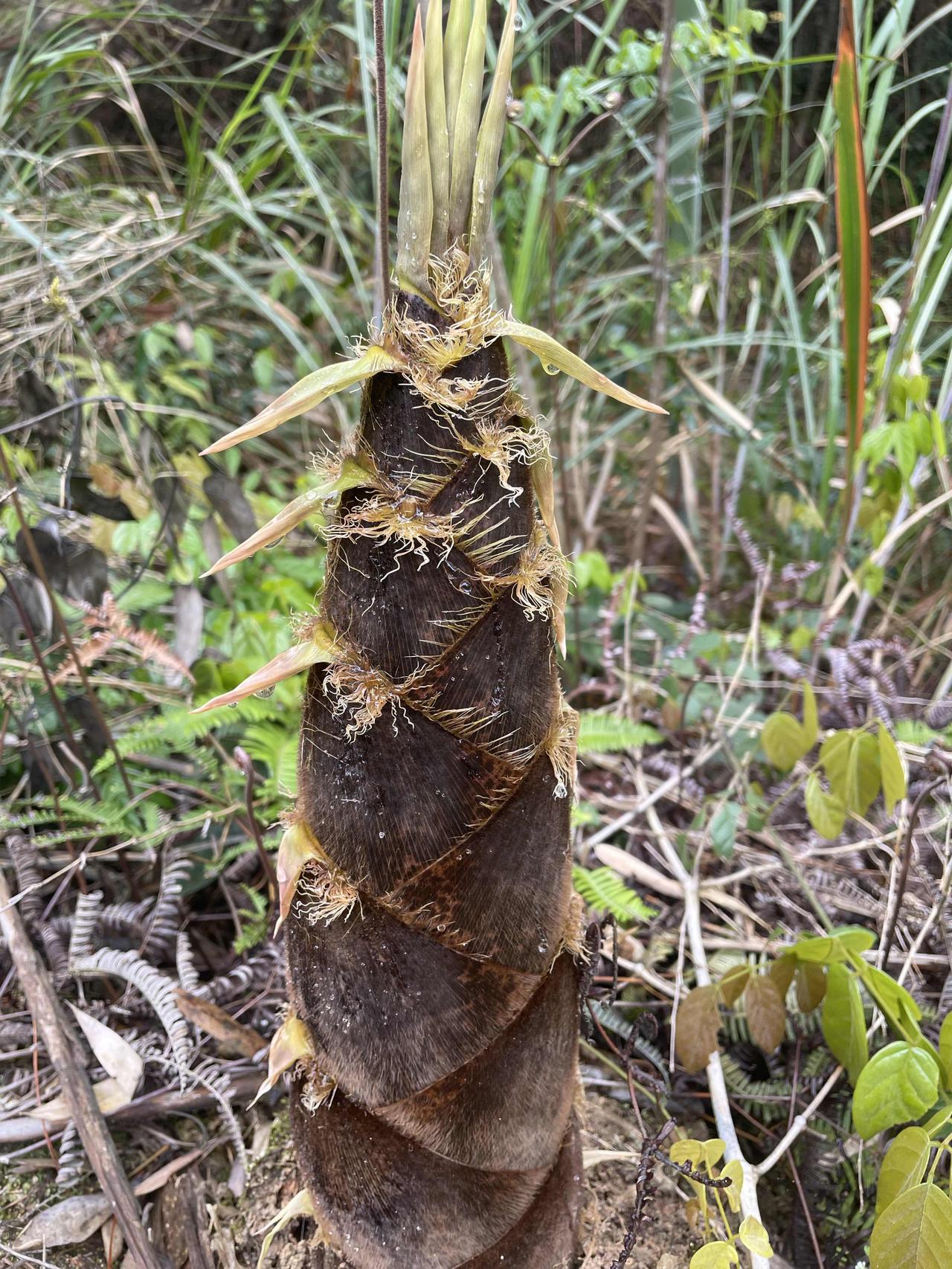 现在对健康饮食追求，都喜欢吃绿色健康食品，即安全又健康