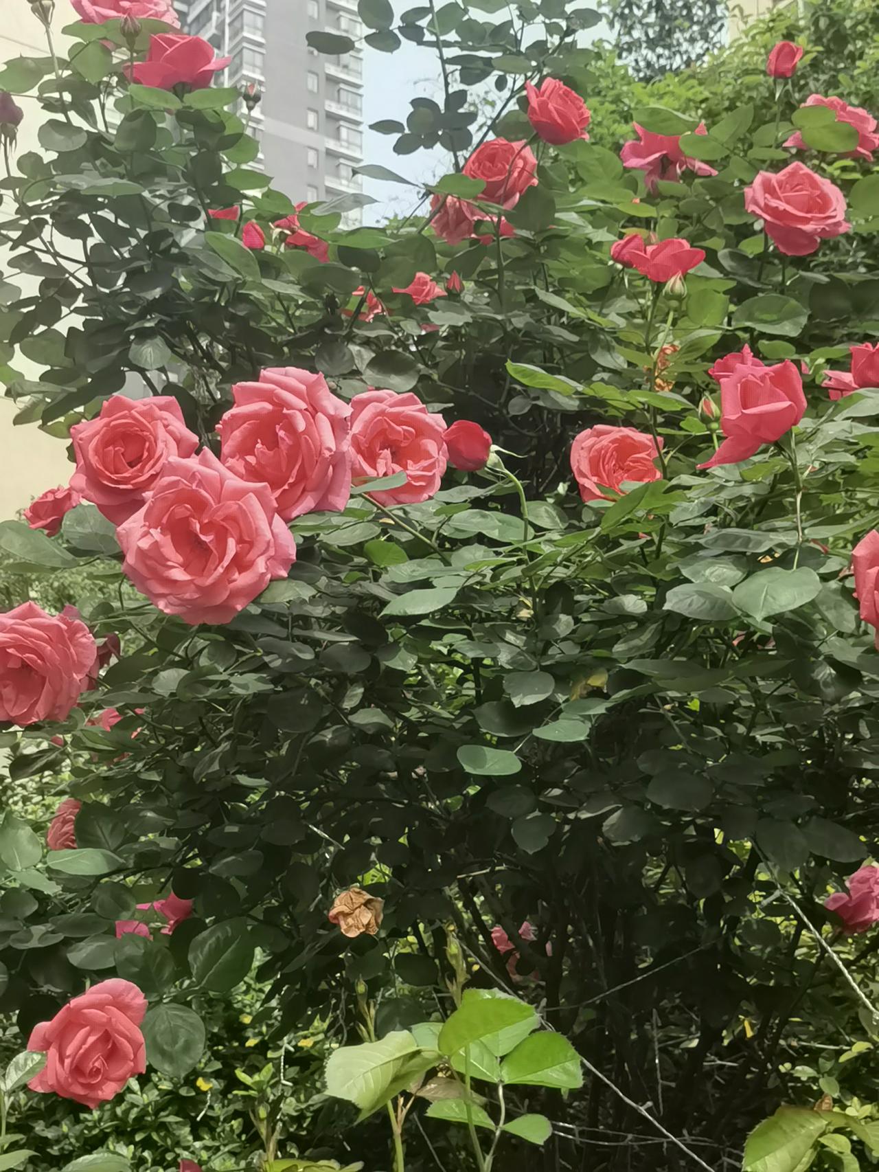 晒图笔记大赛春天是百花盛开的季节，走到哪里都是鲜花盛开，是踏青赏花好时节。