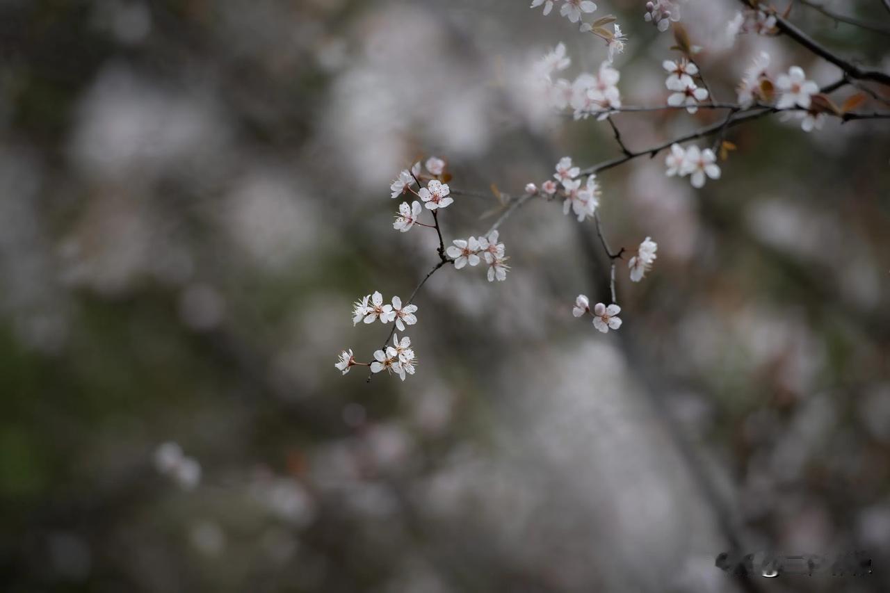 这几天苏州这边的紫叶李花开得正盛，雪白的小花还是很漂亮的，拍一张[呲牙]