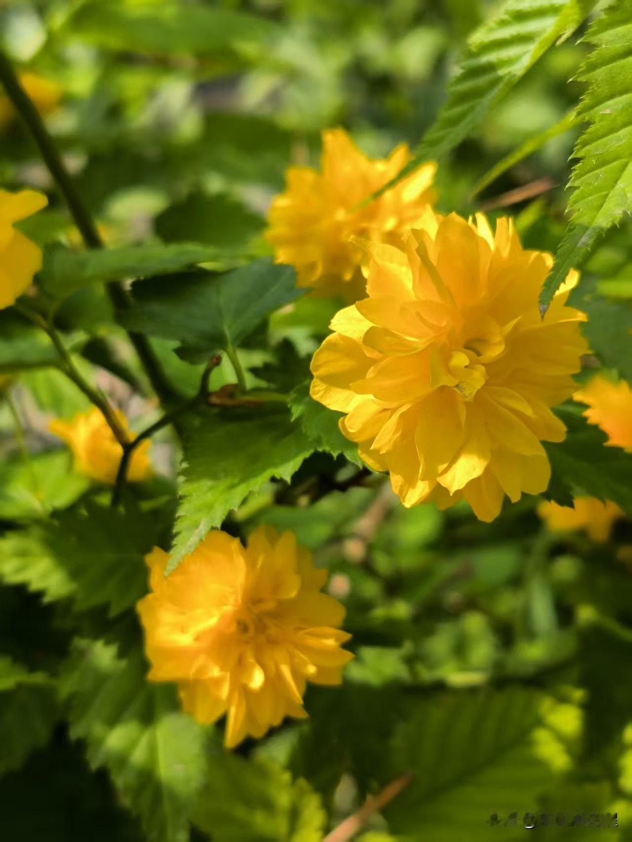 在王兰庄花园的假山上，看见了双瓣棣棠花。还有不少单瓣的也在盛开，颜色艳丽明亮，清