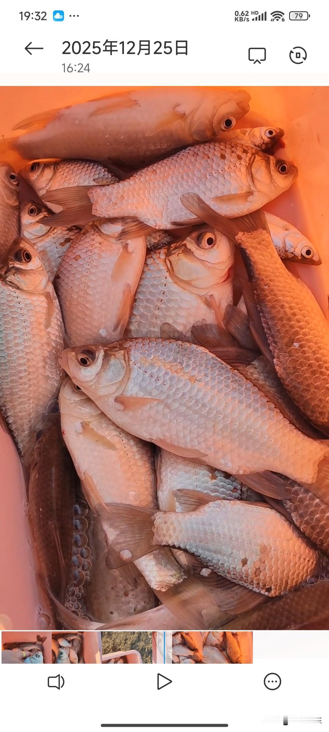 已经连续一个礼拜野钓鲫鱼爆护了，总结下来没有别的，就是位置的原因。

那么冬天钓