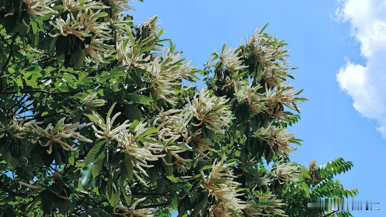 橡树的花序分为雄花序和雌花序两种，结构各不相同。
 雄花序（柔荑花序）：
呈下垂