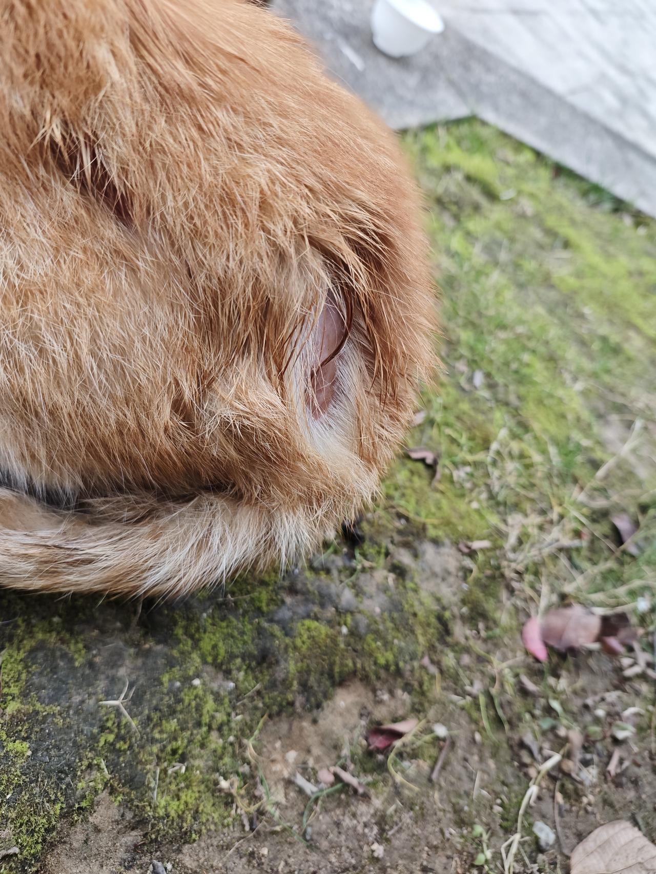 今天看到这只流浪猫有两处地方毛掉光，皮肤好像感染了，不知道是什么原因。
想给它驱