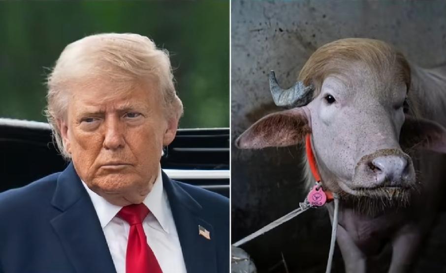 孟加拉国这头神似特朗普的牛，
不仅被特赦，还过上了“牛魔王”一般的好日子，两把“