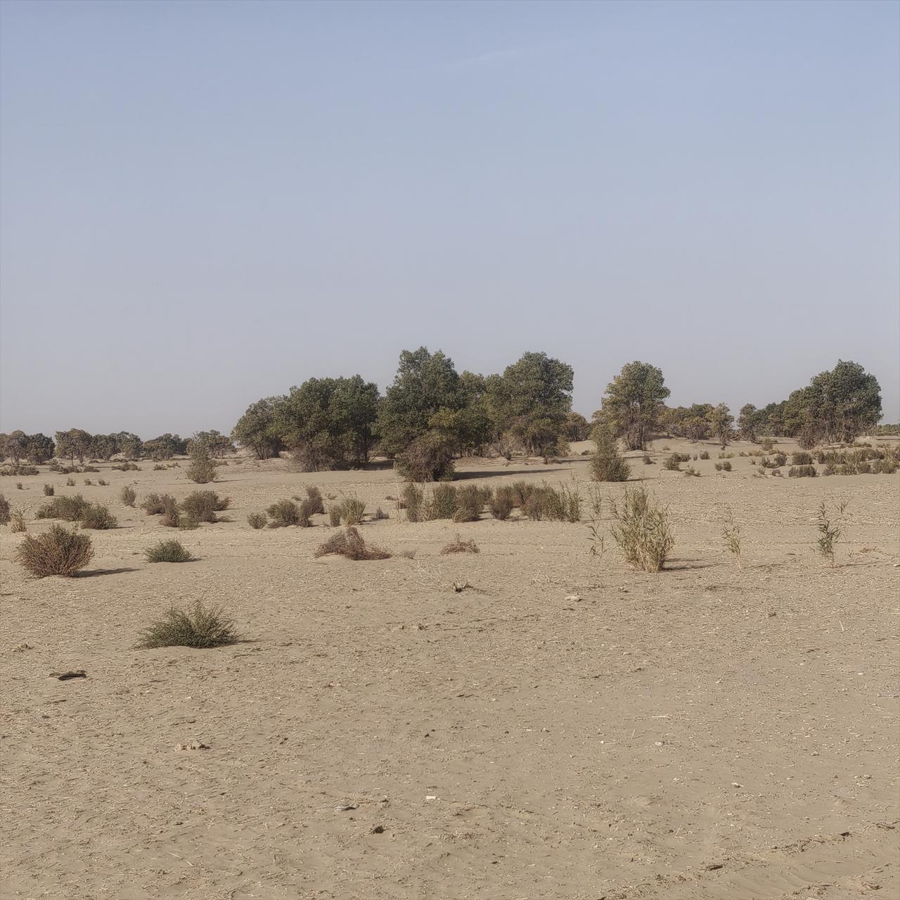 《胡杨情》
大漠孤深根自坚，
沙漠胡杨伴新篇。
住宅能看胡杨景，
月底等你来游览